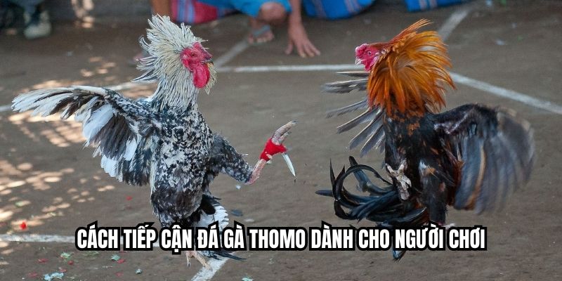 Cách tiếp cận đá gà thomo dành cho người chơi