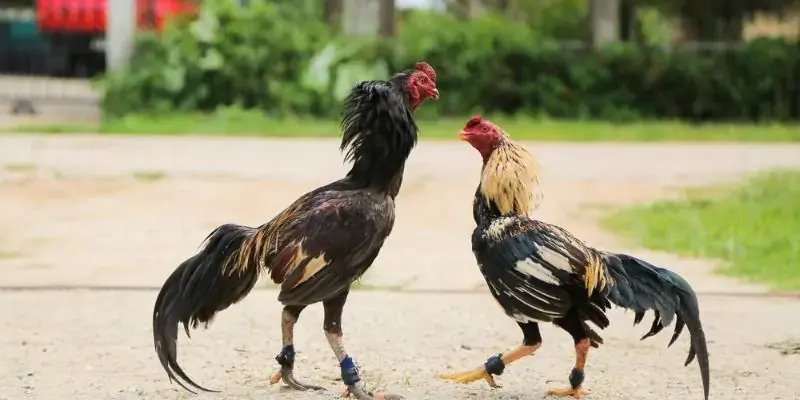 Học hỏi khái niệm trò chơi đá gà NET88 