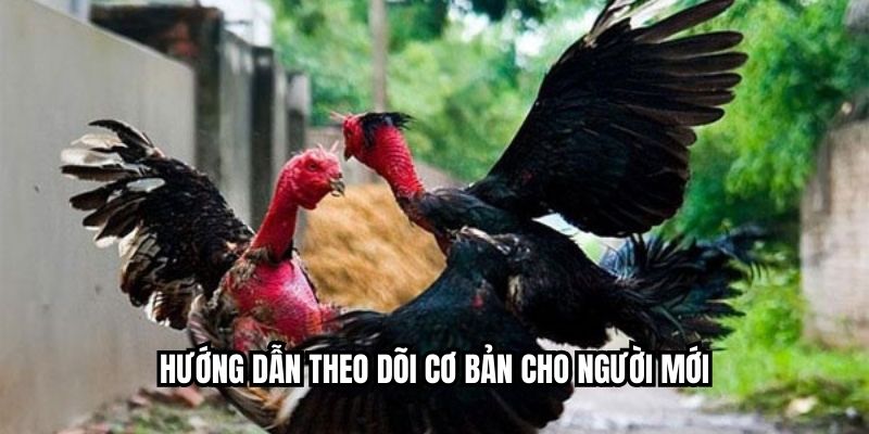 Hướng dẫn theo dõi cơ bản cho người mới