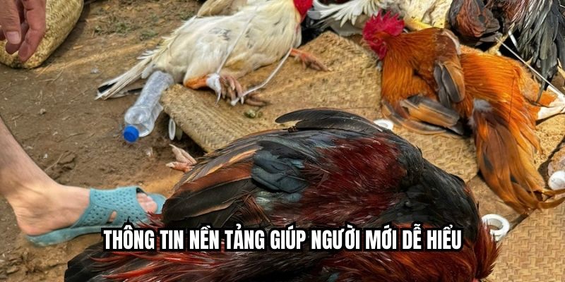 Thông tin nền tảng giúp người mới dễ hiểu